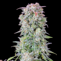 AFGHAN KUSH AUTO