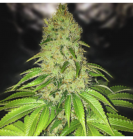 AFGHAN AUTO