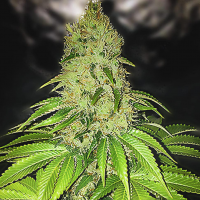 AFGHAN AUTO