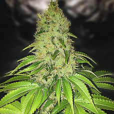AFGHAN AUTO
