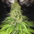 AFGHAN AUTO