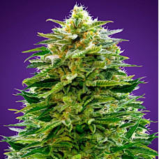 AMNESIA AUTO