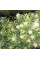 АВТОКВІТУЧЕ НАСІННЯ КОНОПЕЛЬ - BIG BUD AUTOFEM
