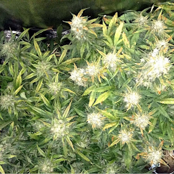 АВТОКВІТУЧЕ НАСІННЯ КОНОПЕЛЬ - BIG BUD AUTOFEM