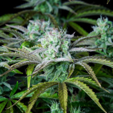 BUBBLE GUM AUTO