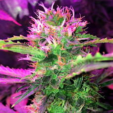 LOWRYDER2 AUTO