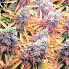 TUTANKHAMON AUTO