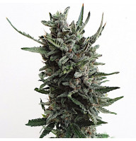 CRITICAL AUTO