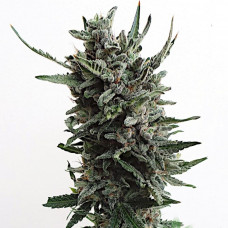CRITICAL AUTO
