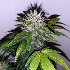 BIG DEVIL FOTO