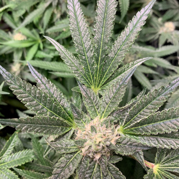 НАСІННЯ КОНОПЛІ - BLACK WIDOW FOTO