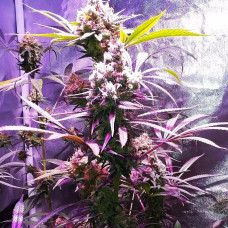 BLUE MANGO