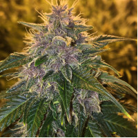 BLUEBERRY FOTO