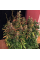 Автоквітуче Насіння Коноплі - WHITE WIDOW AUTOFEM