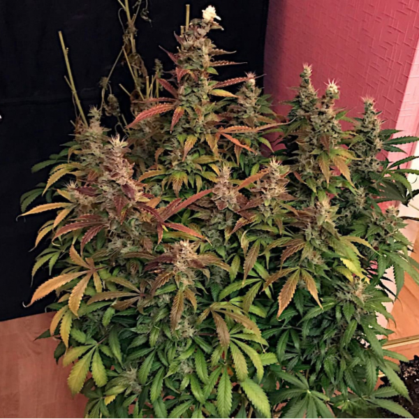 Автоквітуче Насіння Коноплі - WHITE WIDOW AUTOFEM