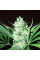 Автоквітуче Насіння Коноплі - WHITE WIDOW AUTOFEM