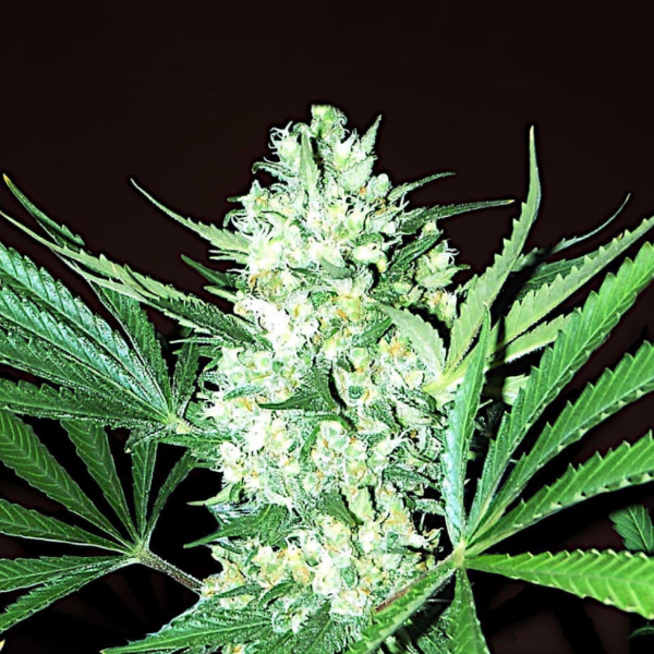 Автоквітуче Насіння Коноплі - WHITE WIDOW AUTOFEM