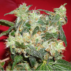 WHITE WIDOW AUTO