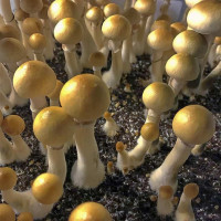 Спори грибів Colombian Rust Spore