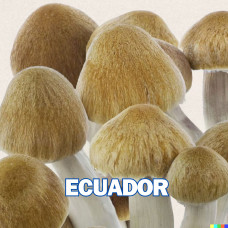 Спори грибів ECUADOR