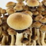Спори Psilocybe Cubensis