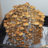 Рідкий міцелій Psilocybe Cubensis
