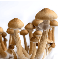 Спори грибів Golden Teacher