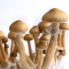 Спори грибів Golden Teacher