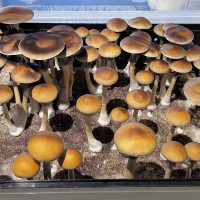 Спори грибів MALABAR