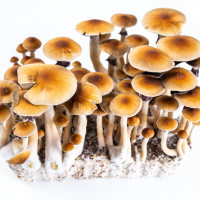 Спори грибів ORISSA