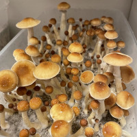 Спори грибів PF REDSPORE