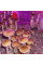 Рідкий міцелій грибів (PSILOCYBE CUBENSIS) PF Redspore