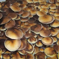 Рідкий міцелій PINK BUFFALO