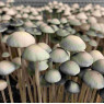 Спори Panaeolus