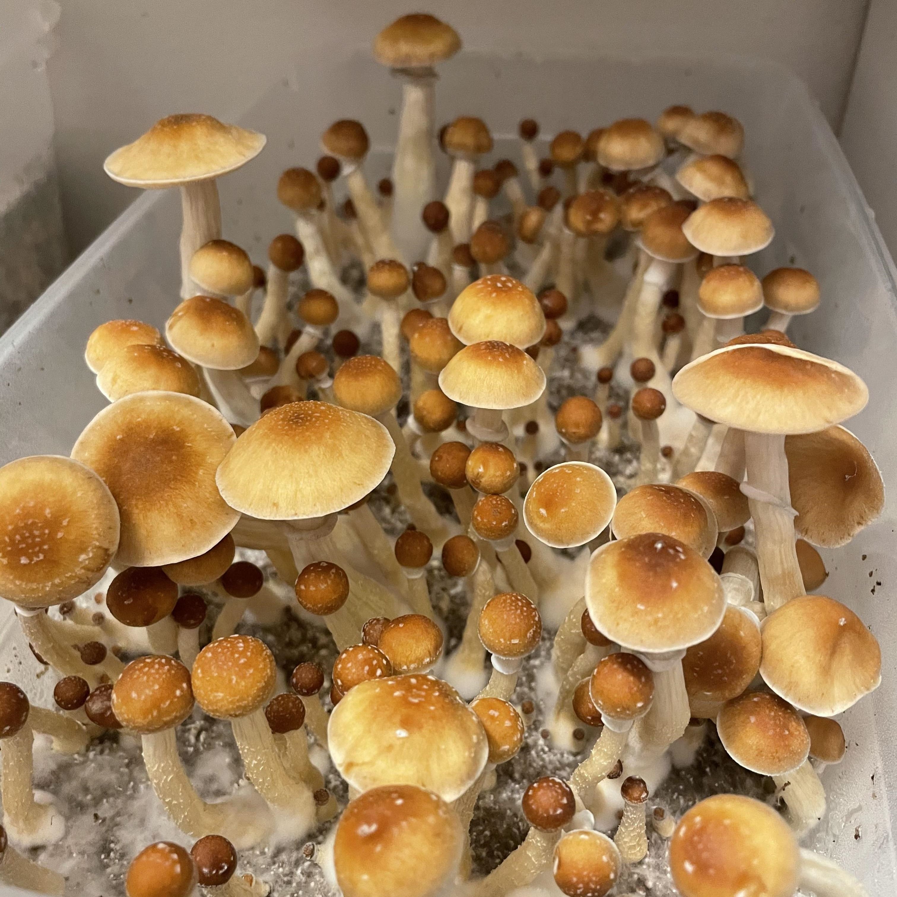 【Re】P.hillii RP spore spory-gribov-pf-redspore.jpg